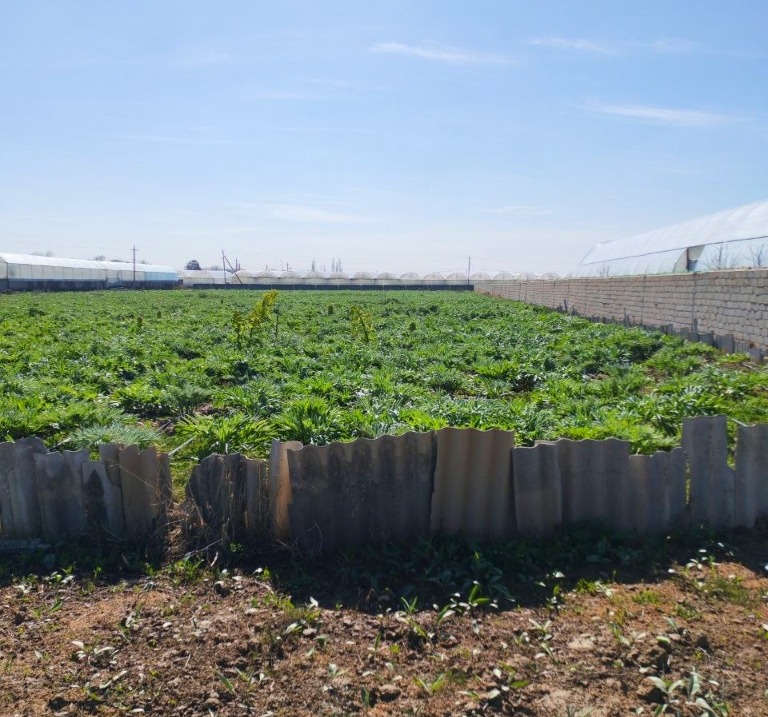 Ferula Field
