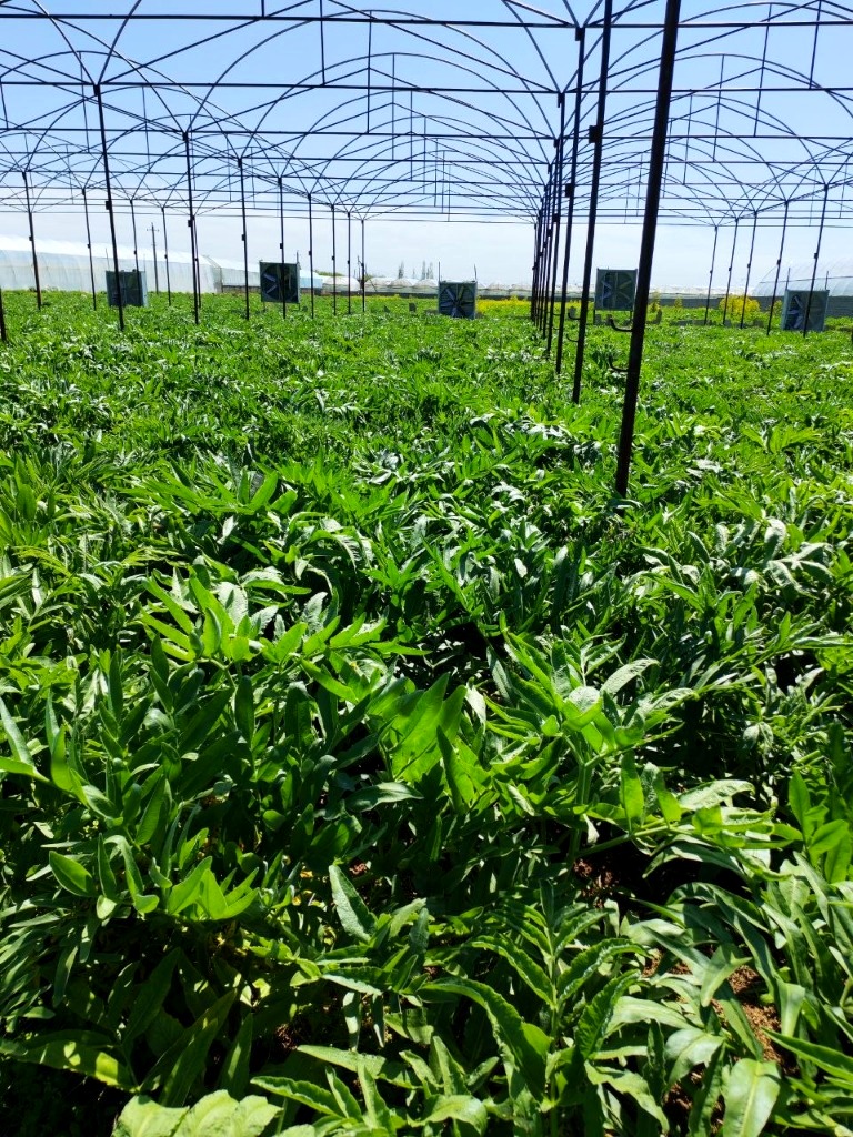 Ferula Greenhouse