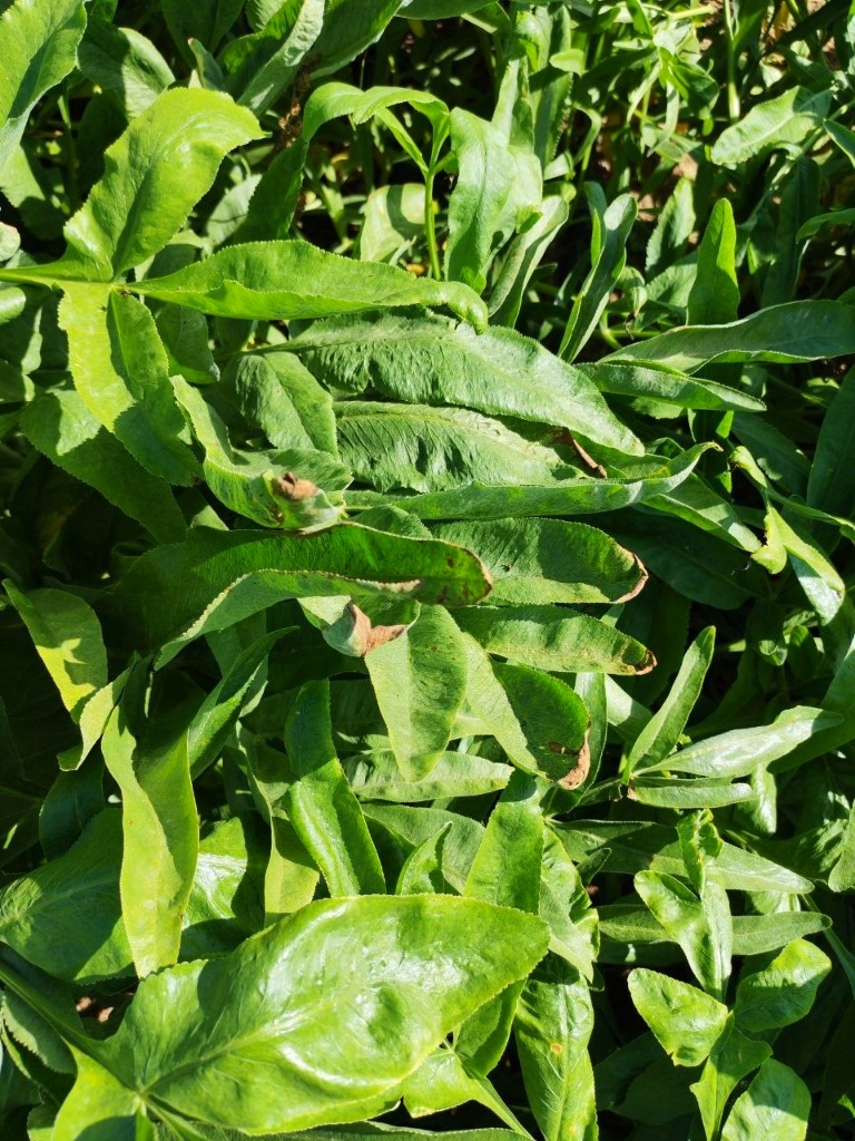 Healthy Foliage